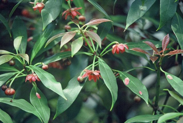 Star Anise Essential Oil